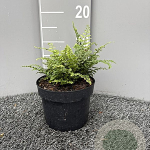 Polystichum set. 'Prol. Wollaston' GM 2,0L