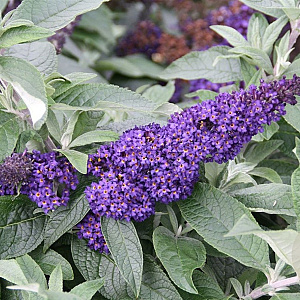 Buddleja d. Pugster Indigo GM 2,0L leverbaar
