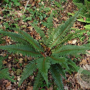 Polystichum neolobatum GM  P11