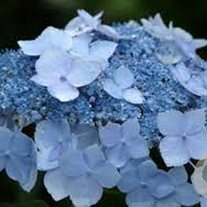 Hydrangea s. 'Blue Deckle' GM 3,0L leverbaar