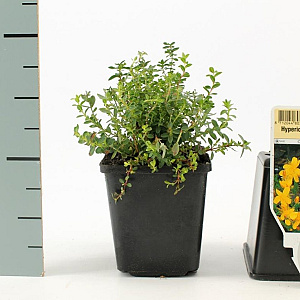 Hypericum olympicum GM P9