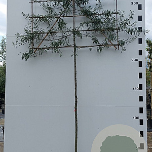Pyrus salicifolia 'Pendula' 8-10 HO container 200 cm stam lei 150x150
