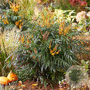 Mahonia Volcano GM 3,0L leverbaar