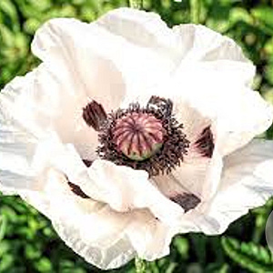 Papaver or. 'Royal Wedding' P9