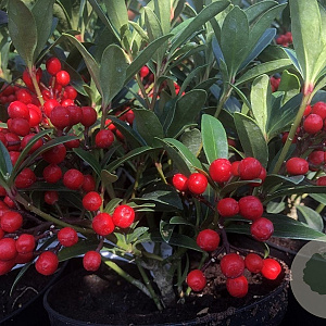 Skimmia j. 'Winnie's Dwarf' 15-20 cm P10,5