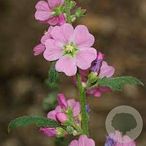 Sphaeralcea 'Charmeuse' GM P9