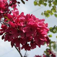 Malus 'Directeur Moerlands' 150 cm stam 10L
