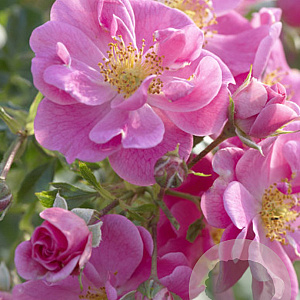 Rosa 'Bijenweelde Roze' GM C1.5 eigen wortel