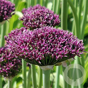 Allium Magic 12-14 cm verpakt per 100