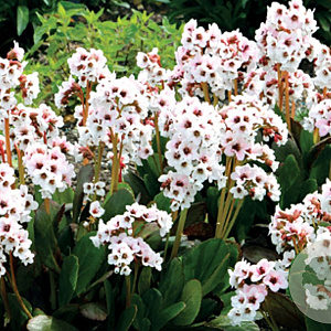 Bergenia Dragonfly Angel Kiss GM P9