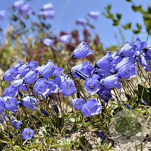 Campanula cochl. 'Jingle Blue' GM P9