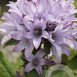 Campanula glom. 'Emerald' GM P9