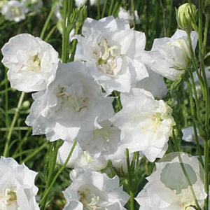 Campanula pers. 'La Bonne Amie' GM P9