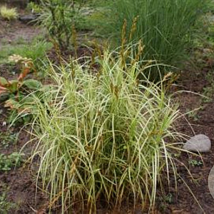 Carex musk. 'Silberstreif' GM P9