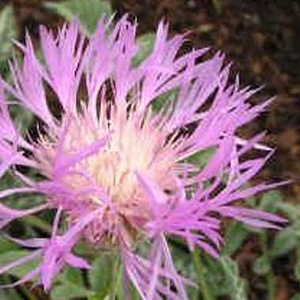 Centaurea pulcherrima GM P9