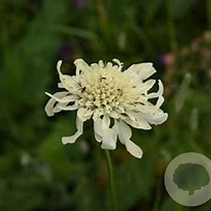 Cephalaria procera GM P9