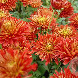 Chrysanthemum (I) 'Brennpunkt' GM P9