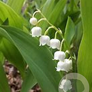 Convallaria maj. 'Hofheim' GM P9