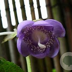 Deinanthe caerulea 'Blue Wonder' GM P9