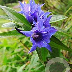 Gentiana asclepiadea GM P9