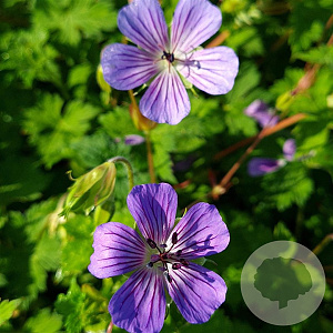 Geranium w. Magical All Summer Joy GM P9