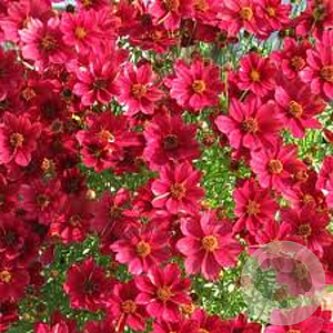 Hibiscus m. Carousel Pink Red Wine GM  P11