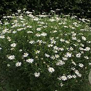 Kalimeris pinnatifida GM P9