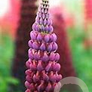 Lupinus 'Masterpiece' GM  P11