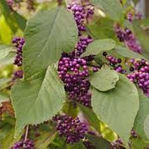 Callicarpa bodinieri 80 cm met kluit