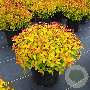 Spiraea jap. Magic Carpet 30-40 cm 3,0L