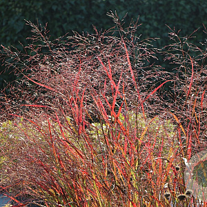 Panicum virgatum 'JS Dark Night' GM P9