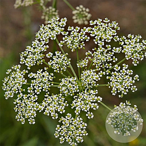 Peucedanum rablense GM P9