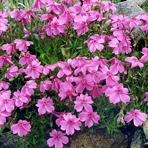 Phlox (S) 'Samson' GM P9