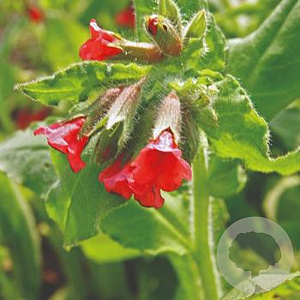 Pulmonaria rubra 'Bowles Red' GM P9