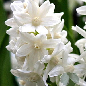 Puschkinia libanotica Alba 5-6 cm verpakt per 100
