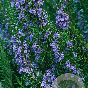 Rosmarinus off. 'Arp' GM P9