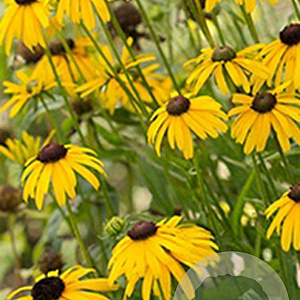 Rudbeckia f. 'Viette's Little Suzy' GM P9