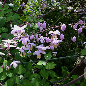 Thalictrum del. 'Ankum' GM P9