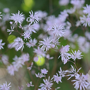 Thalictrum ich. 'Purple Marble' GM P9