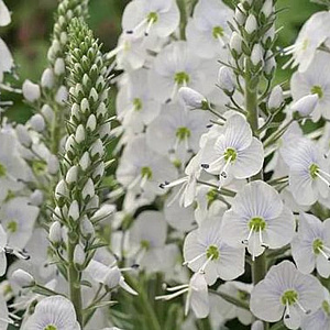 Veronica gent. 'Tissington White' GM P9