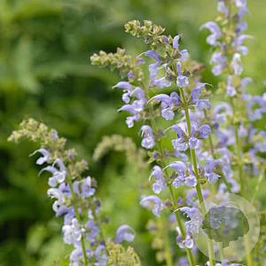 Salvia prat. 'Sky Dance' GM P9