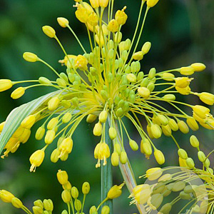 Allium flavum 10 cm verpakt per 100