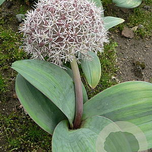 Allium karataviense 12-14 cm verpakt per 100