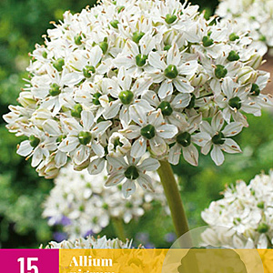 Allium nigrum 8 cm verpakt per 50