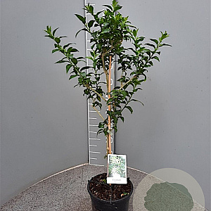 Cestrum nocturnum 90 cm 5,0L stam