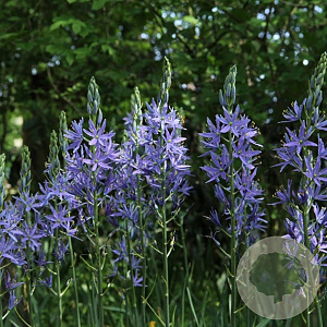 Camassia leichtlinii 'Caerulea' 14 CM verpakt per 25