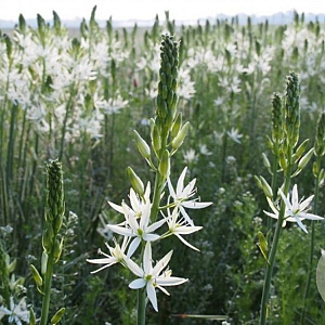 Camassia leichtlinii 'Sacajawea' 12-14 cm verpakt per 25