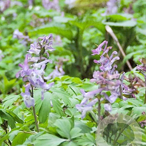 Corydalis cava 10 cm verpakt per 100