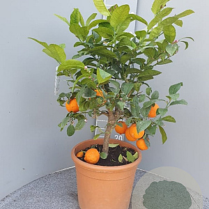 Citrus aurantiifolia 100 cm 10L stam oranje