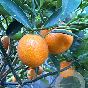 Citrus _x_Fortunella 'Kucle' 100 cm 35L